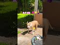 🐶🩷😁ROSE, happy under the sun ☀️ of Florida… #petshub #dog #pets #pet #dogs #petlover #dogshorts