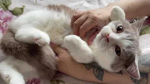 Video 3050341: british shorthair cat kitten, british shorthair bicolor kitten, british shorthair lilac kitten, british shorthair cat born, cat old