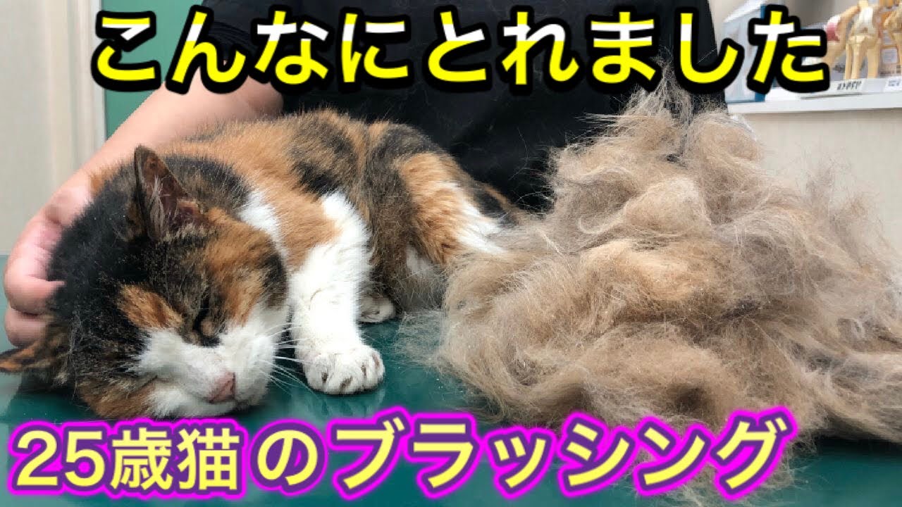 スリッカーとラバーブラシどっちが良い？25歳猫のすっきりブラッシングに癒されました。