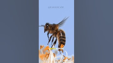 Bees Know Math: How They Count Flowers! Nature documentaries