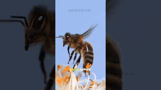 Bees Know Math: How They Count Flowers! Nature documentaries