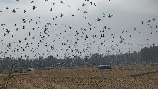 birds flocking looks footage thousands terrifying flock fly giant hitchcock