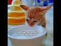 Two cross-species creatures live happily together.#usa #foryou #fyp #cat