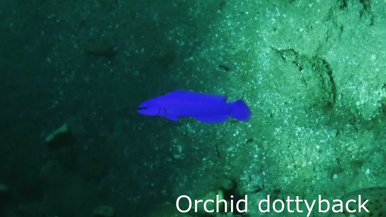 Orchid dottyback