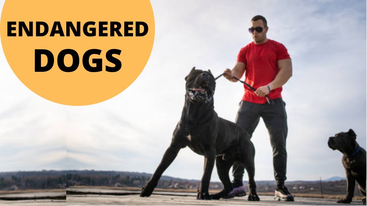 These Are 10 Endangered Dog Breeds