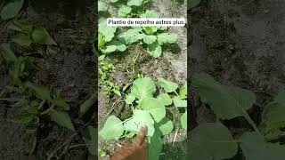 plantio de repolho astros plus vamos acompanhar o desenvolvimento