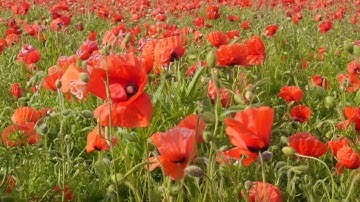 Spring Offensive - WW1 poetry by Wilfred Owen