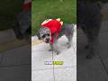 Grandma threw the poor dog out of the house then it saved the child's life 🥹🥰 #shorts #dog