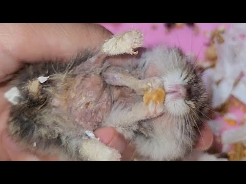 Video Dẻ và Đậu đỏ ăn bánh kem - youtube