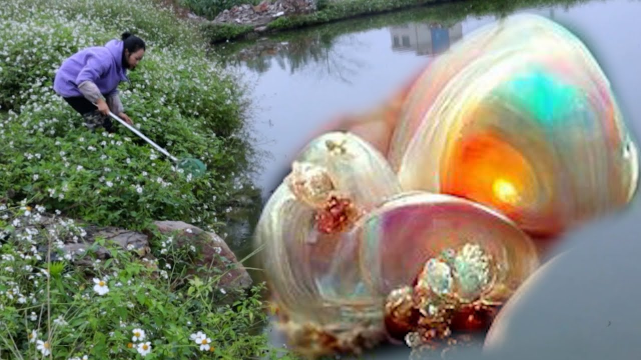 Open clams ★ Super pearls ★ Wild river clams ★ Black pearls ★ Large clams ★&girls&freshwater pearls