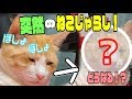 眠すぎて顔がぼしょぼしょな猫にいきなり猫じゃらしを見せた結果