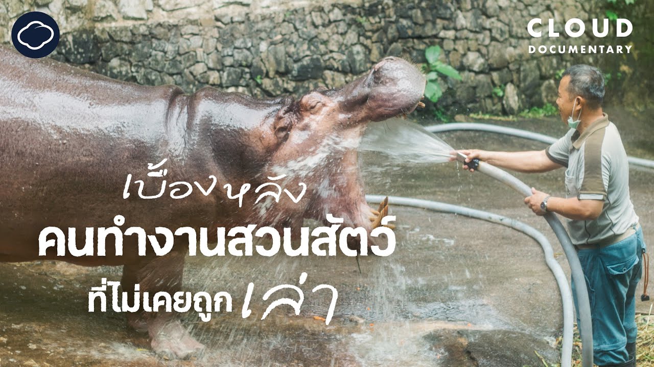 เบื้องหลังผู้พิทักษ์ชีวิตและความสุขของสัตว์ป่า ณ สวนสัตว์เปิดเขาเขียว | Cloud Documentary
