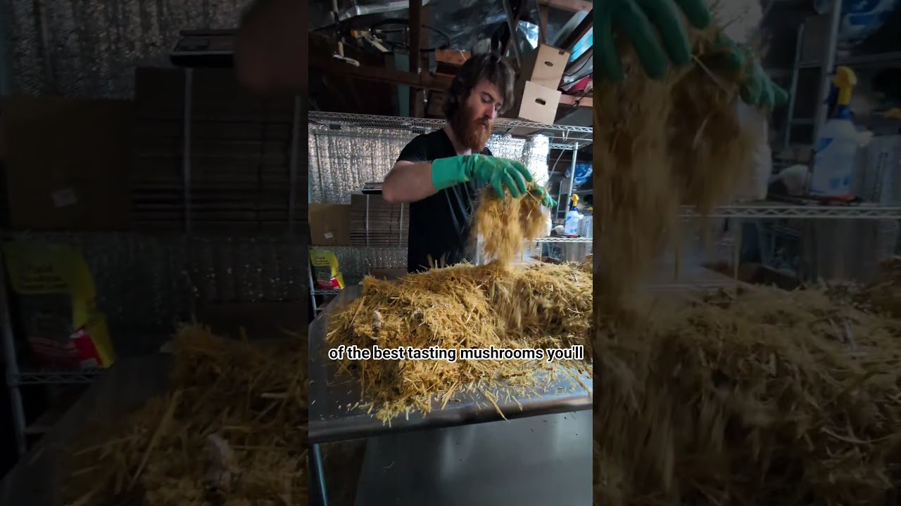 Day 78 of building a mushroom farm: Why we're using straw.
