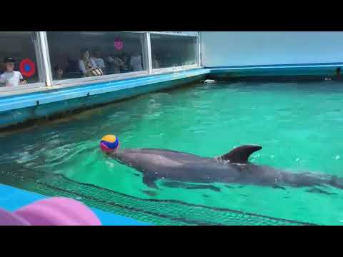 LumBa²(DOLPHIN)#lumba #binatang #dolphin #vidio#tour #palace #palacekids
