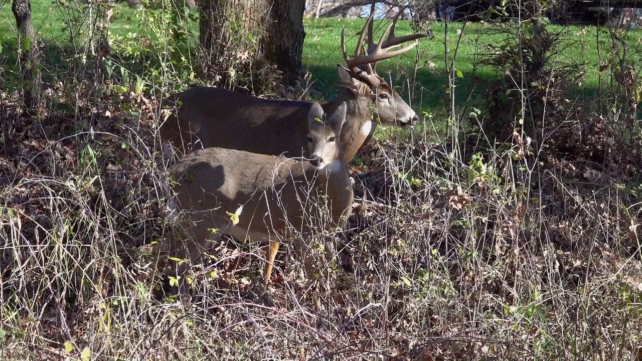 White Tail Deer Mating Youtube