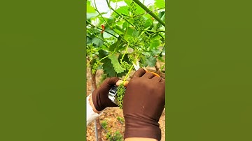 "Grape Fruit Cutting 🍇 | Step-by-Step Guide for Propagation"#fruit #grape #farming #pruning#pruning