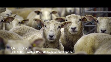 Testreel episode 5 - Testing the Video Devices PIX E5 on a Sony A7s