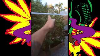 421 Podcast Ep 2: Ask A Grower - Hawaii Garden Tour