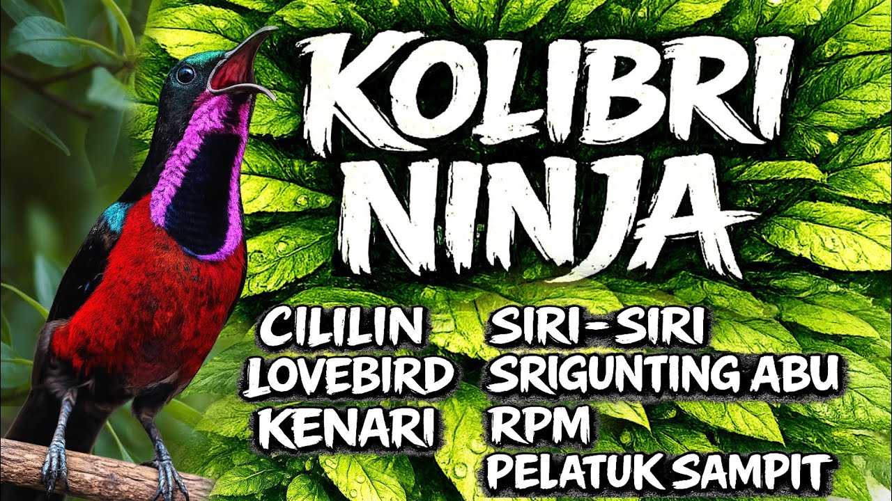Suara Alami Kolibri untuk Relaksasi Mendalam, Fokus, dan Tidur Nyenyak | 1 Jam