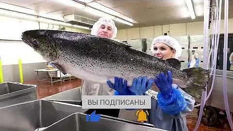 Самая Вредная Рыба в Мире | Самая Опасная для Здоровья Рыба