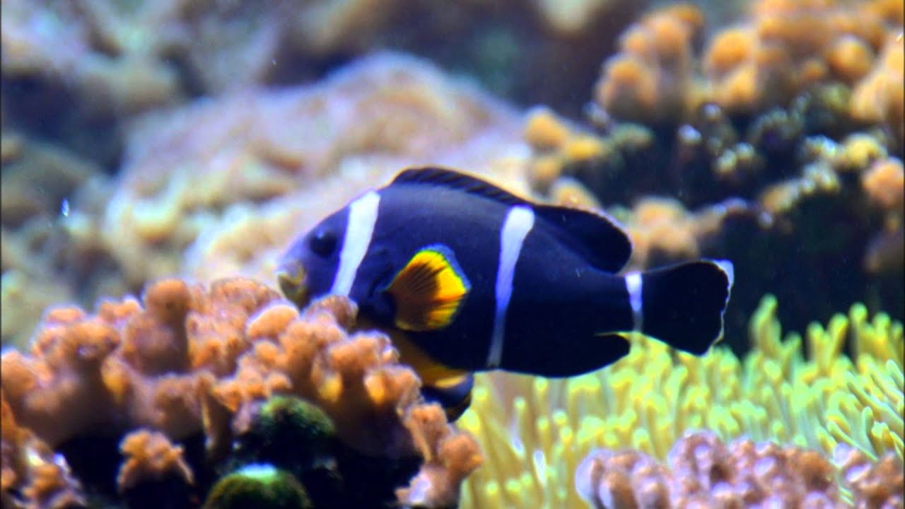 L'aquarium de la Réunion à SaintGilles les Bains YouTube