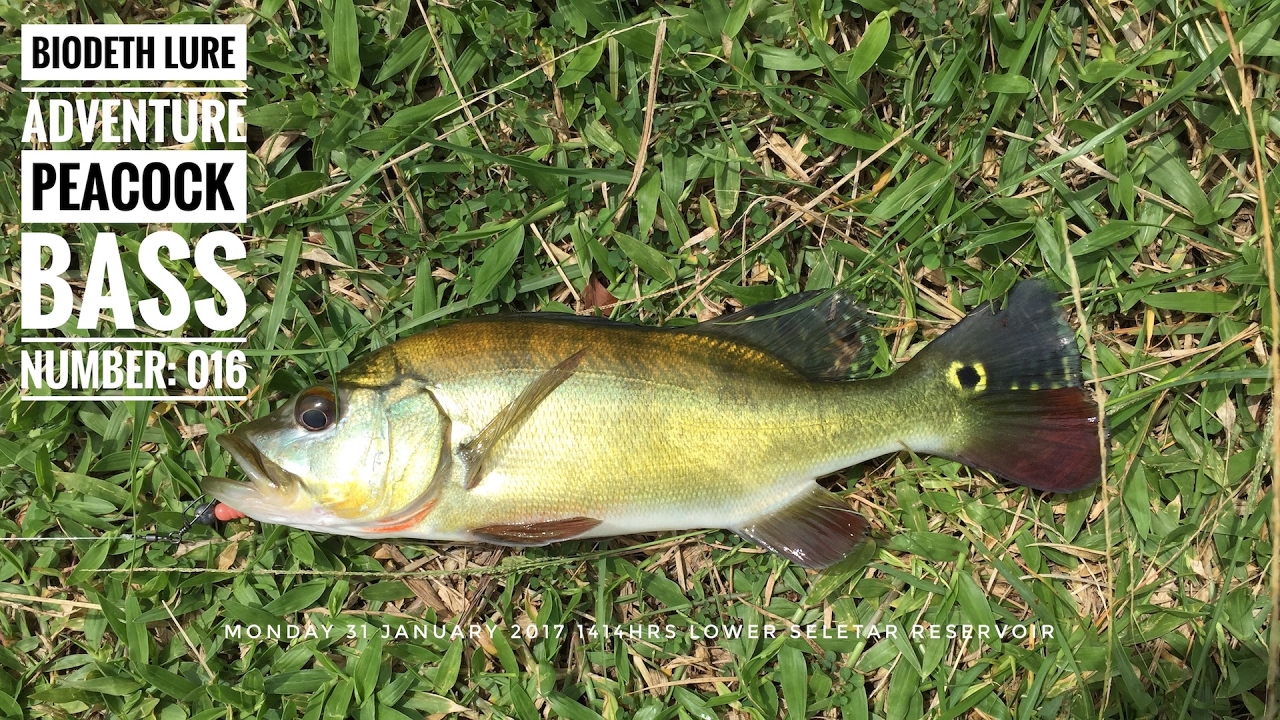 The Mat Rock Angler Chronicles Episode #7: The Upside Down Peacock Bass [PEACOCK BASS SINGAPORE]