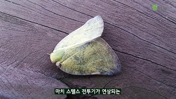 [팜한농] 갈색날개매미충