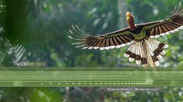 Helmeted Hornbill Sounds & Calls