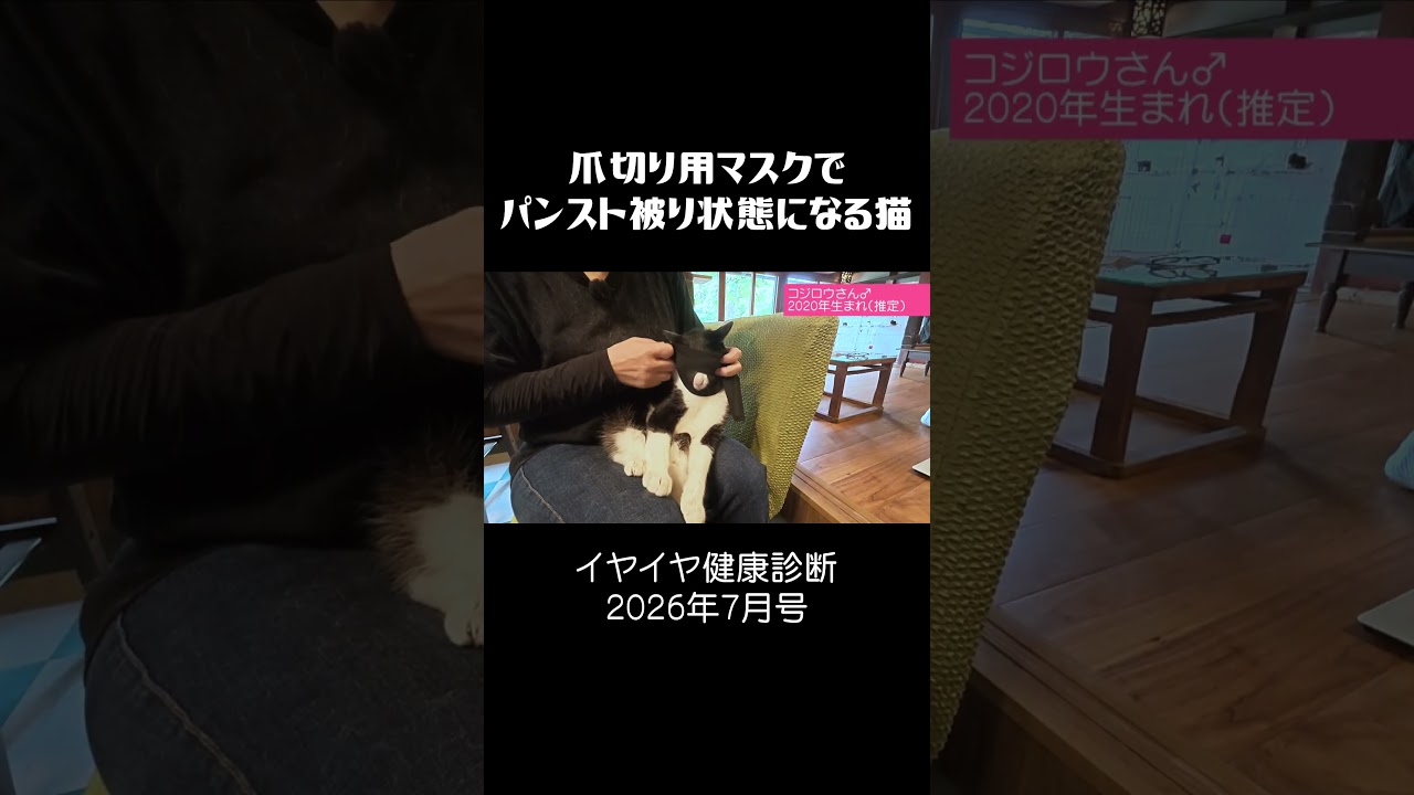 爪切り用マスクでパンスト被り状態になる猫