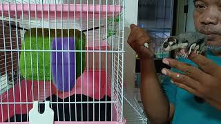 beginner Sugar Glider