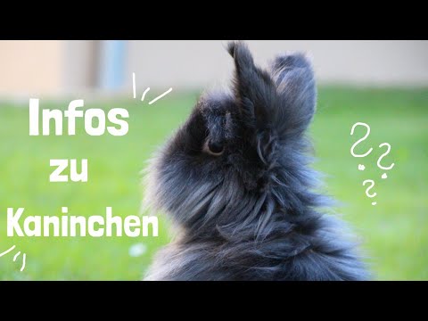 Video: Was macht man mit einem Wildkaninchen?