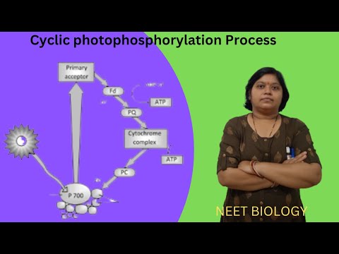 Cyclic photophosphorylation process||Light Reaction|| Photosynthesis ||