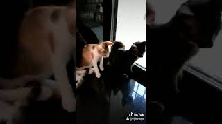 my cat and her family....playing with cuckoo clock...very funny video