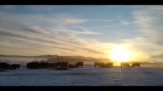 Alberta Ranch - 2019 Year in Review
