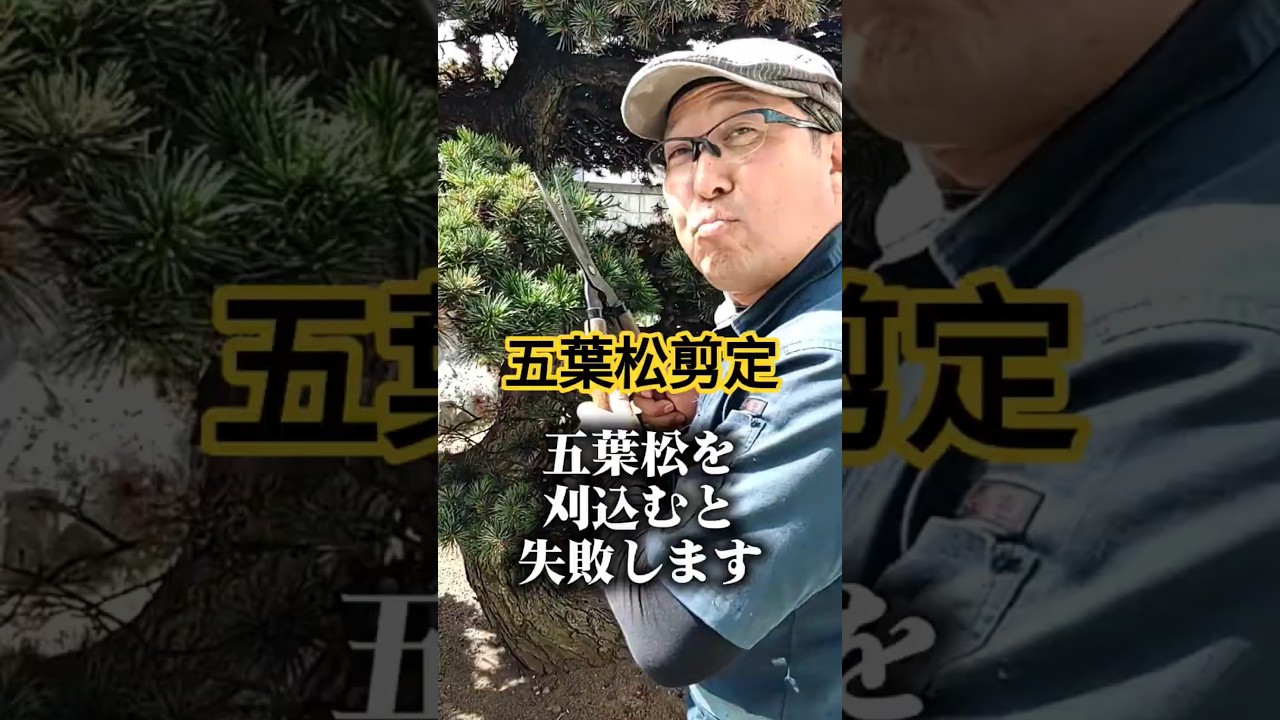 JapaneseWhitePine】Beginners, Do This First - YouTube