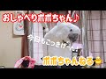 【おしゃべりオウム】キバタン ポポちゃん63