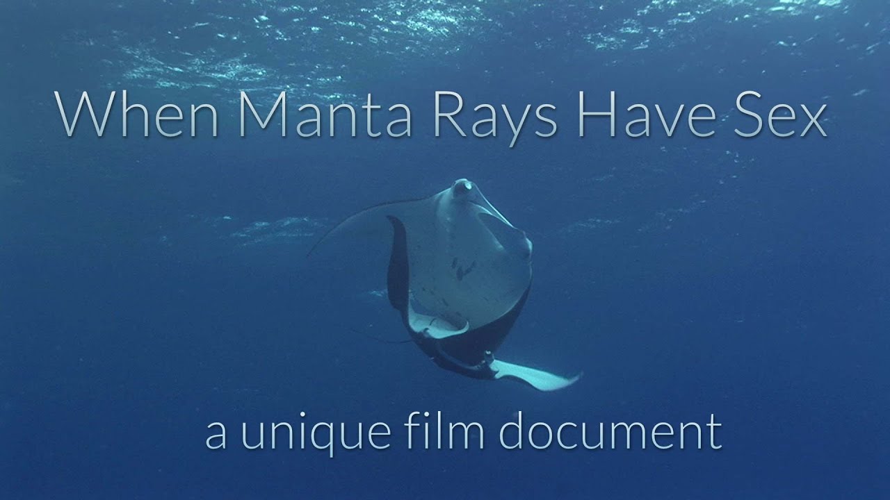 How Do Manta Rays Have Sex A Short Documentary With Unique Footage Of Copulating Manta Rays 