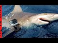 I Strapped a GoPro on a SHARK!