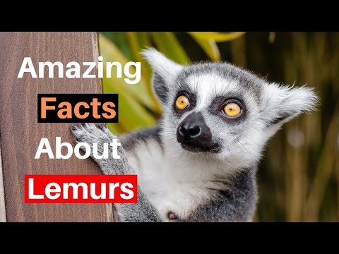 Video: Sino Ang Mga Lemur