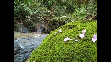 NGỮ VĂN LỚP 12- RÈN KỸ NĂNG MỞ BÀI VÀ KẾT BÀI TRONG BÀI VĂN NGHỊ LUẬN - GG NGUYỄN BÌNH AN