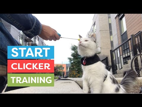 How To Start Clicker Training Your Cat