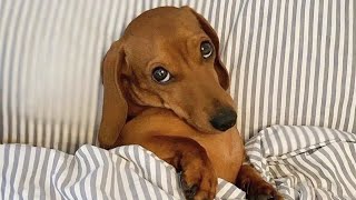 These Dogs Are Living Their Best Lives 😁 Funniest Animal Videos by Funny Pet's Life 72,095 views 8 days ago 9 minutes, 55 seconds