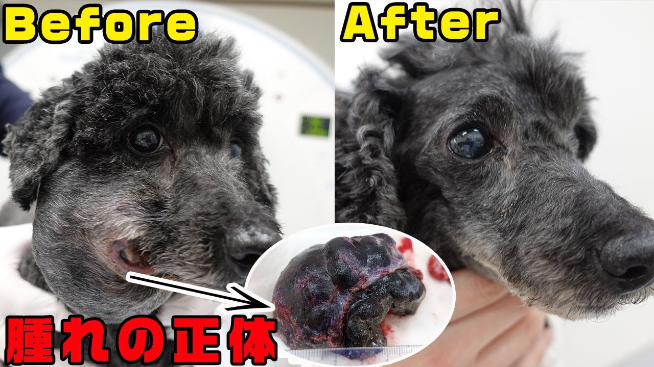 犬の口臭が鉄臭いのはなぜ これって病気 臭くなる原因と対策を解説 Maccoの柴犬 Funブログ