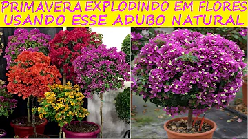 Porque a primavera não dá flor?