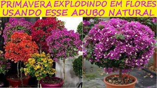 PRIMAVERA, EXPLODINDO EM FLORES usando este Adubo Natural (veja como) -  thptnganamst.edu.vn