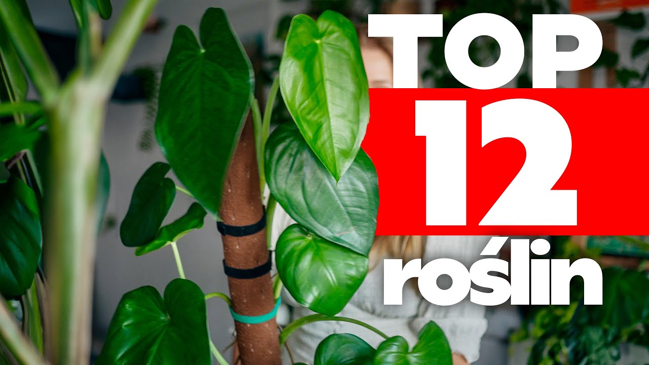 Rośliny, które najwięcej dla mnie znaczą (obecnie 😜)