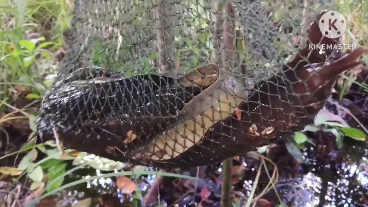 ANGKAT BUBU IKAN KELI | SYUKUR ADA REZEKI HARI NI