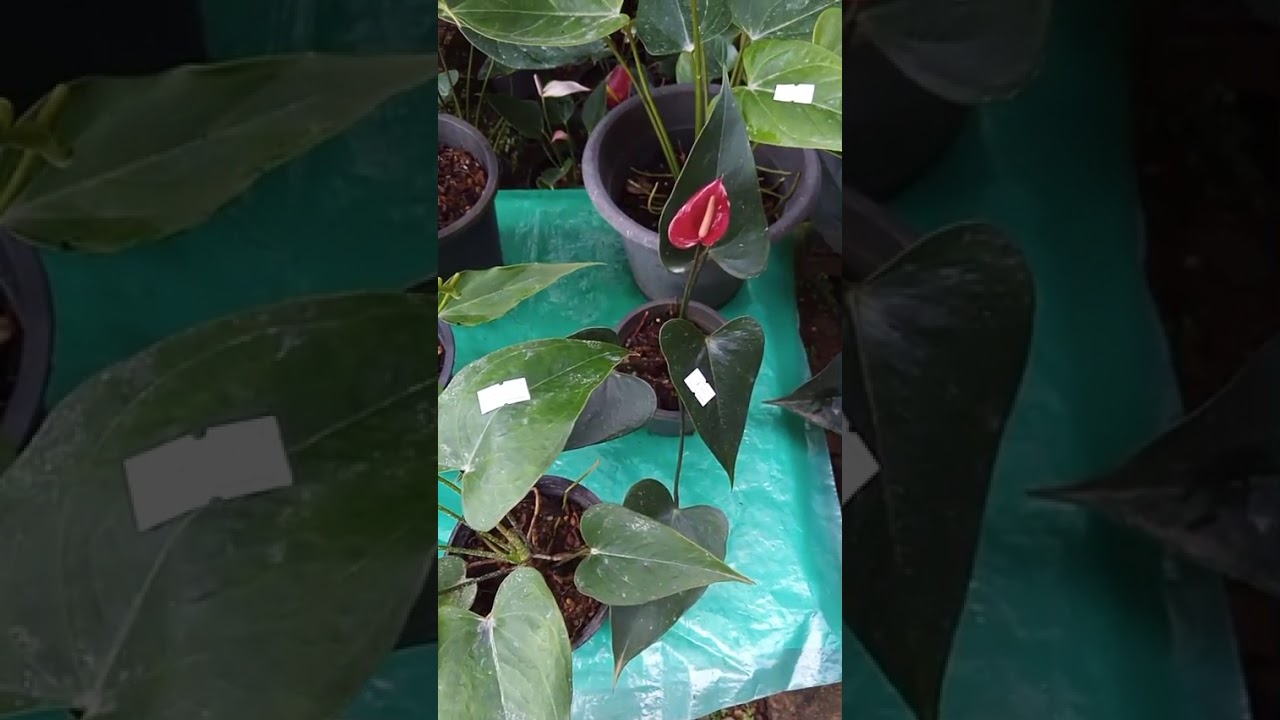 වටිනම මව් ශාක කැමති විදියට තොරලාම ගන්න