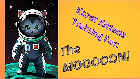 Watch the video about Korat Kittens train to be the First Cats On The MOOOON!