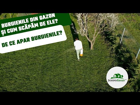 Video: Cum să plantați un rodiu: 12 pași (cu imagini)